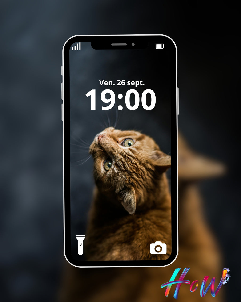 🐾20 Cat Wallpapers 🐾
